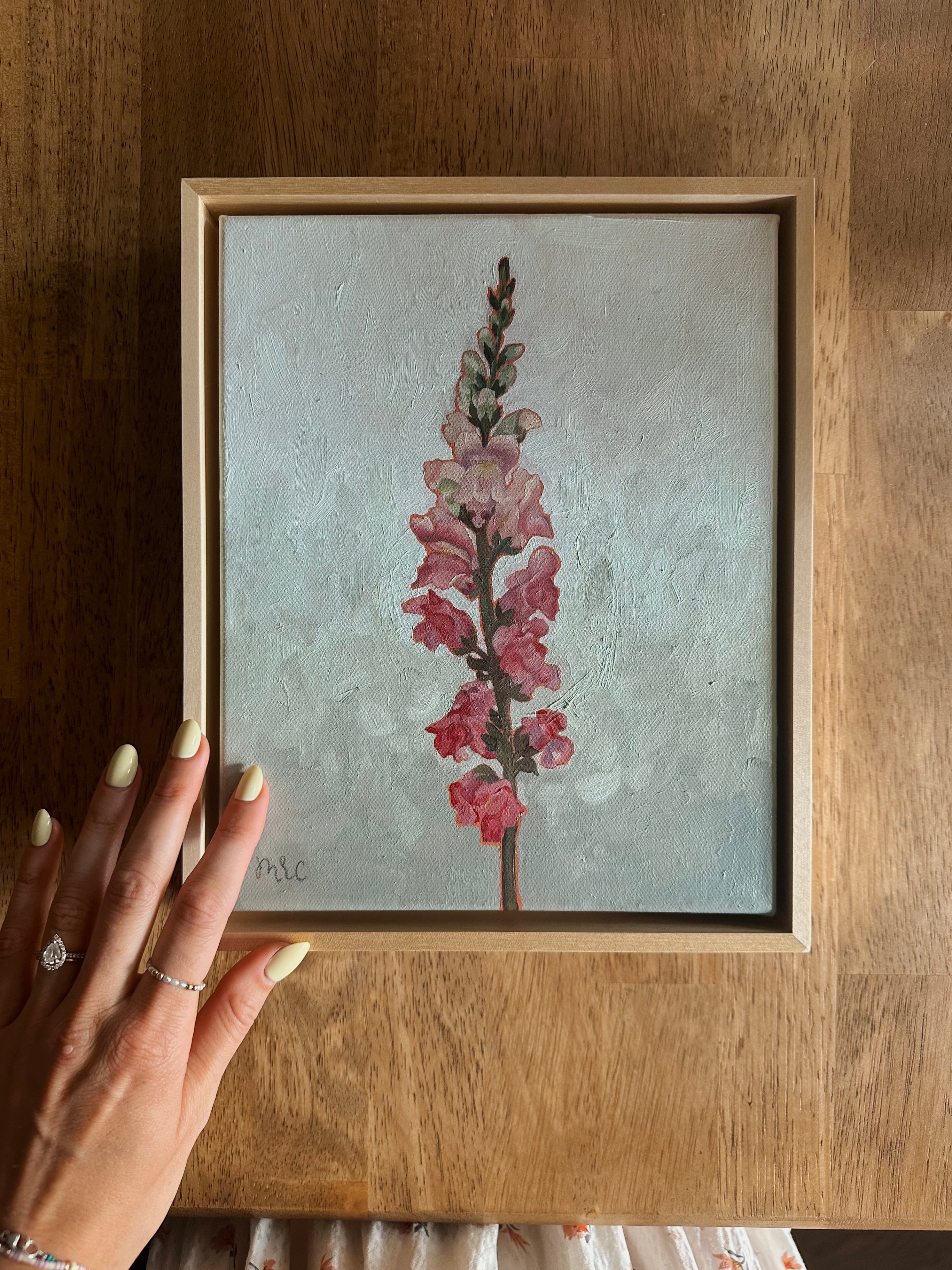 Pink Snapdragon